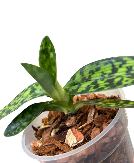 Paphiopedilum × maudiae 'Femma' Image 4