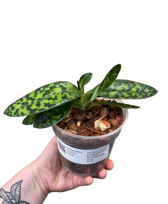 Paphiopedilum × maudiae 'Femma' Image 3