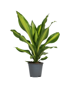 Dracaena fragrans Burley