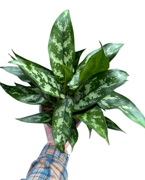 Aglaonema 'Maria'