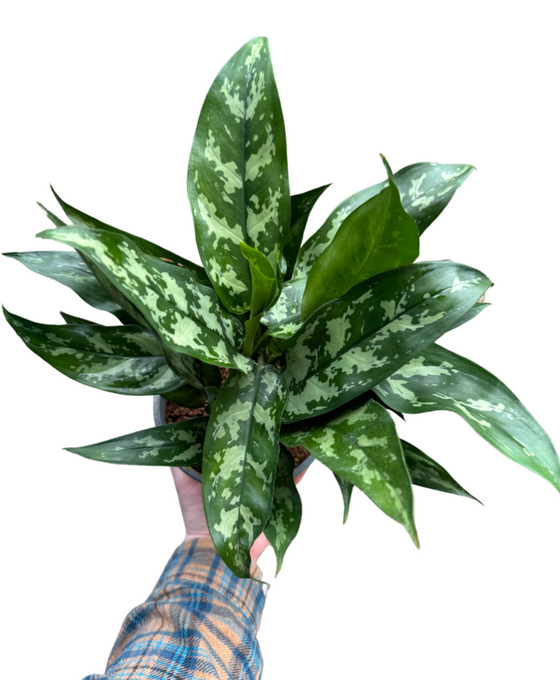 Aglaonema 'Maria' Image 1
