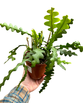 Disocactus anguliger (syn. Epiphyllum anguliger)
