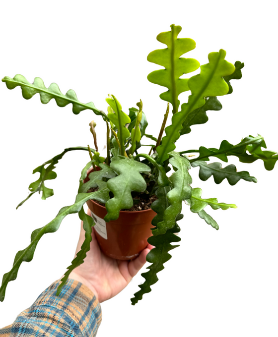 Disocactus anguliger (syn. Epiphyllum anguliger) Image 1