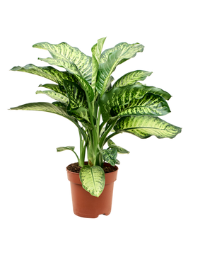 Dieffenbachia seguine 'Mars'