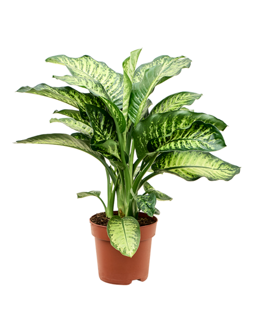 Dieffenbachia seguine 'Mars' Image 1