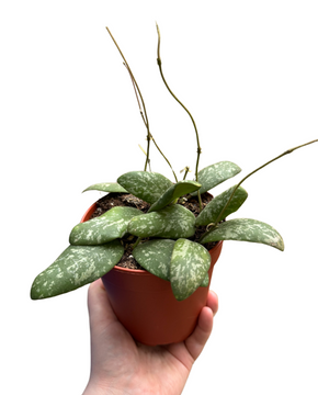 Hoya sigillatis