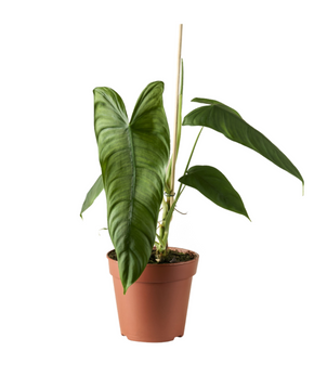 Philodendron sharoniae