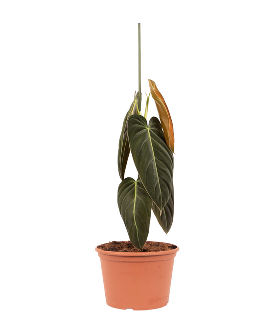 Philodendron melanochrysum Image 2