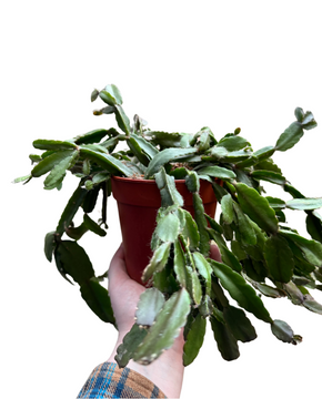 Rhipsalis agudoensis