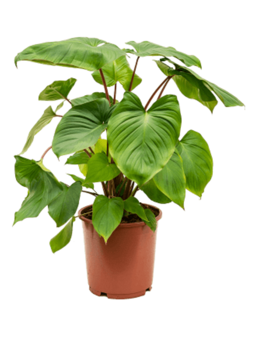 Homalomena rubescens x Maggy Image 1