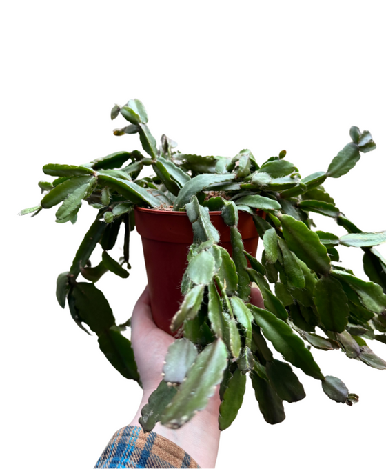 Rhipsalis agudoensis Image 1