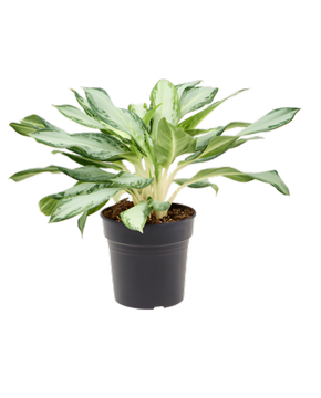 Aglaonema 'Golden Bay'