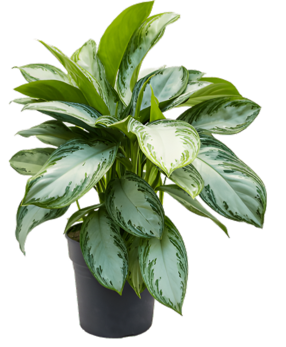 Aglaonema 'Silver Bay' Image 2