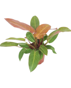 Philodendron 'Prince of Orange'