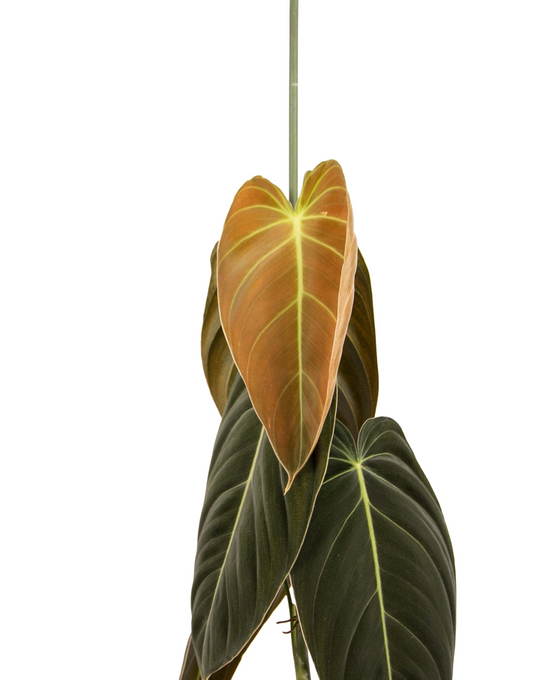 Philodendron melanochrysum Image 3