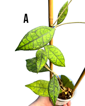 Hoya finlaysonii