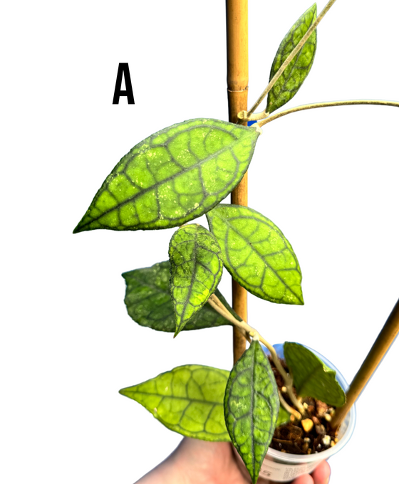 Hoya finlaysonii Image 1