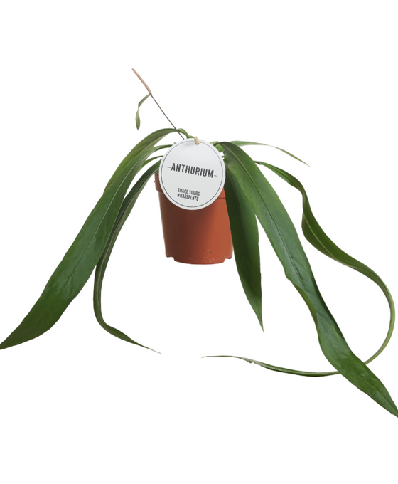 Anthurium vittariifolium Image 1