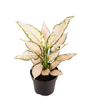 Aglaonema 'Vanilla Baby'