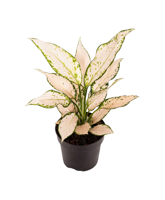 Aglaonema 'Vanilla Baby' Image 1