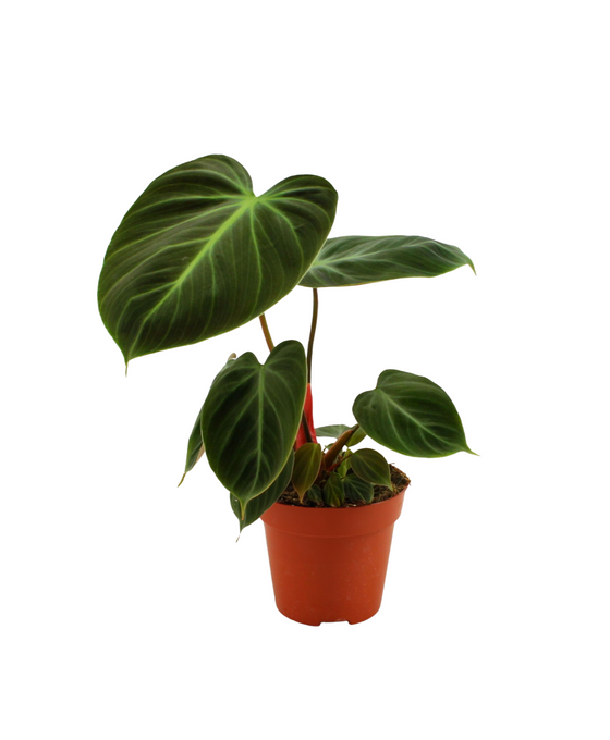 Philodendron rubrijuvenile (El Choco Red) Image 2