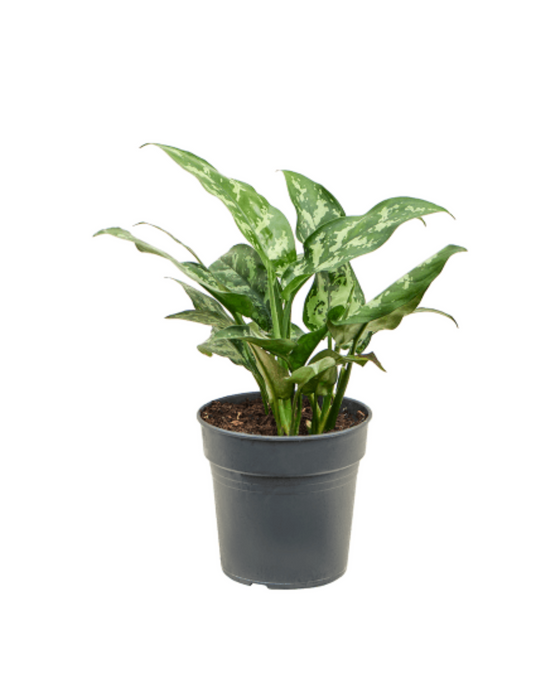 Aglaonema 'Maria' Image 3
