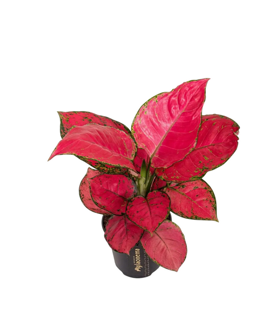 Agalonema 'Red Bay' Image 2