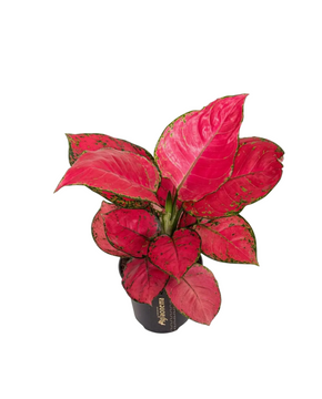 Agalonema 'Red Bay'
