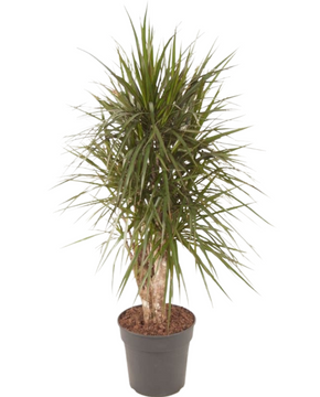Dracaena marginata