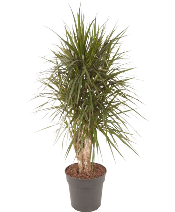 Dracaena marginata Image 1