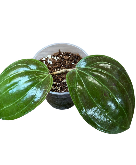 Hoya latifolia sp. Sarawak Image 2