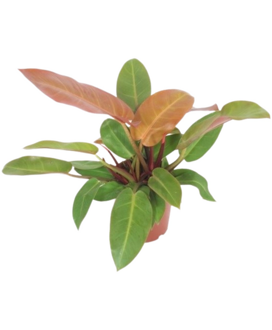 Philodendron 'Prince of Orange' Image 1
