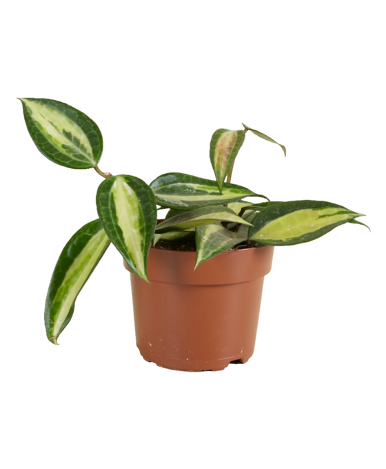 Hoya latifolia 'Pot of Gold' Image 1