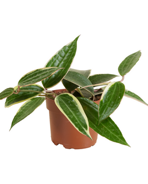 Hoya latifolia 'Variegata' (previously macrophylla)