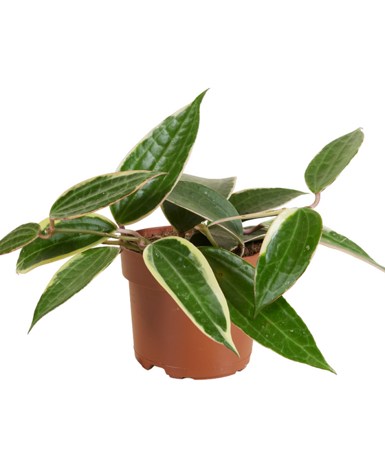Hoya latifolia 'Variegata' (previously macrophylla) Image 1