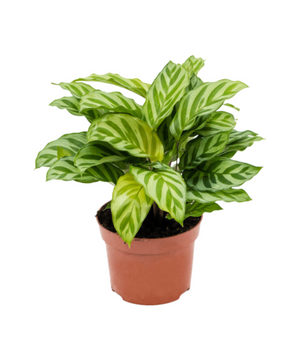 Calathea concinna 'Freddie'