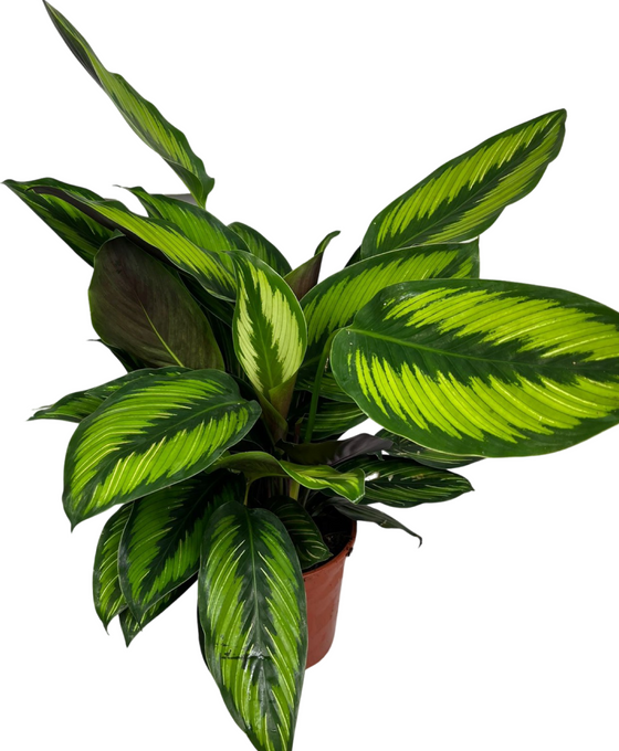 Calathea 'Beauty Star' Image 2
