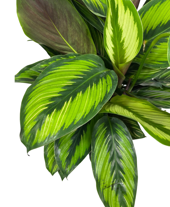 Calathea 'Beauty Star' Image 3