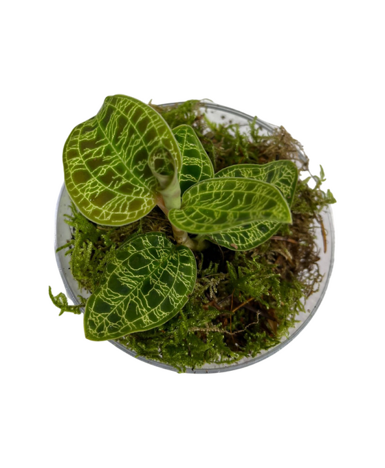 Macodes petola Image 3