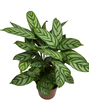 Ctenanthe setosa 'Compact Star'