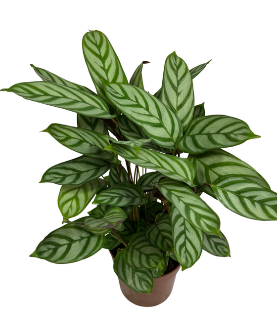 Ctenanthe setosa 'Compact Star' Image 1