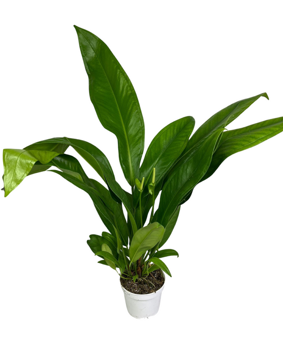 Anthurium bakeri Image 4