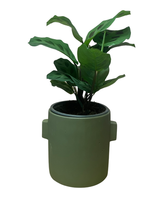 Beton Ears Green Image 2