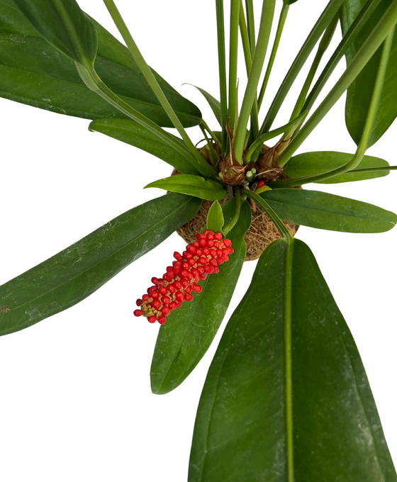 Anthurium bakeri Image 3