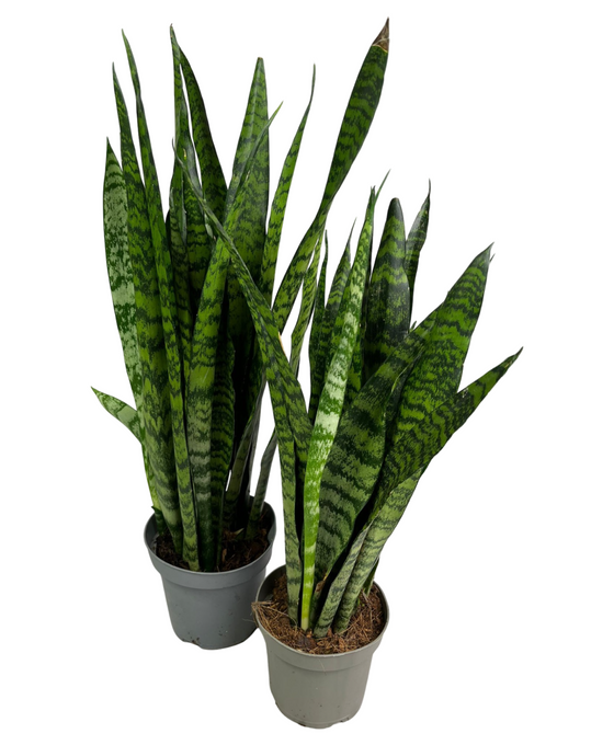 Sansevieria zeylanica Image 2