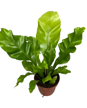 Asplenium nidus - Bird's nest fern