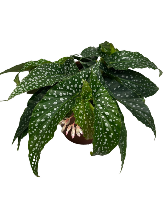 Begonia ‘Hot Spot’ Image 1