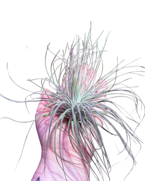 Tillandsia magnusiana