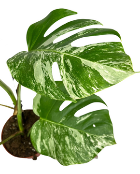 Monstera deliciosa 'Variegated'