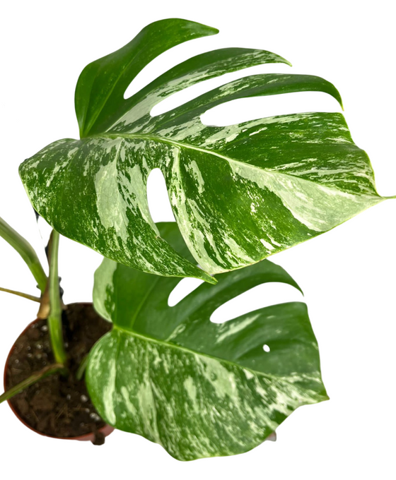 Monstera deliciosa 'Variegated' Image 1
